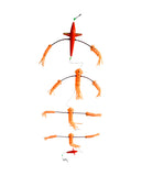 Hook'em Squid Teaser Flip Flop Bird Exciter